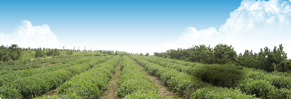 無公害綠色茶園