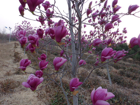 茶樹(shù)地里栽培了大量的紅、白、黃玉蘭，吸收二氧化硫，清新空氣，保持茶樹(shù)生
