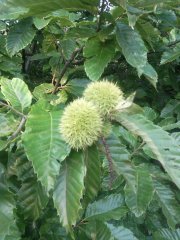 采摘節(jié)之板栗豐收