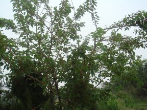 采摘節(jié)之桑葚爭(zhēng)鋒