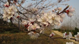 采摘節(jié)之杏落紅塵